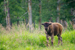 Bison bison bison