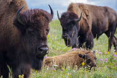 Bison bison bison