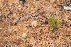 Brachyscome lineariloba