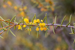Acacia nyssophylla