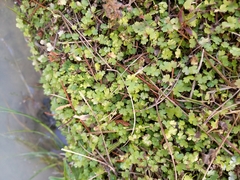 Hydrocotyle heteromeria