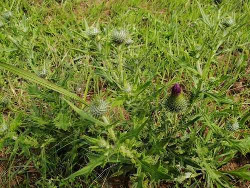 Cirsium vulgare image