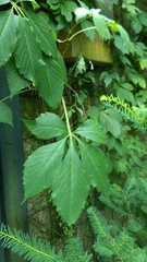 Parthenocissus quinquefolia