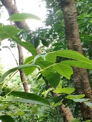 Ahaetulla malabarica