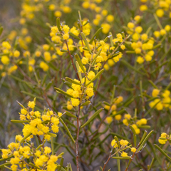 Acacia sclerophylla