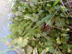 Hydrocotyle moschata