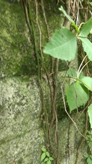 Parthenocissus quinquefolia