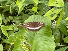 Tanaecia iapis