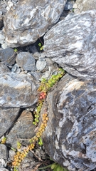 Epilobium brunnescens