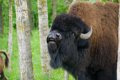 Bison bison bison