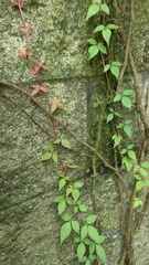 Parthenocissus quinquefolia