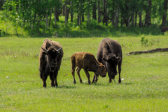 Bison bison bison