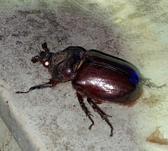 Strategus aloeus