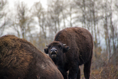 Bison bison bison