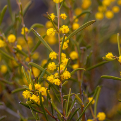 Acacia sclerophylla