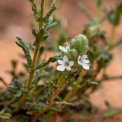 Teucrium sessiliflorum