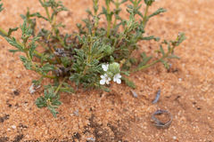 Teucrium sessiliflorum