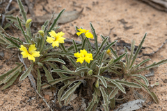 Goodenia willisiana