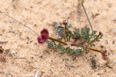 Trachymene cyanopetala