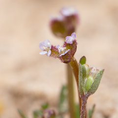 Trachymene cyanopetala