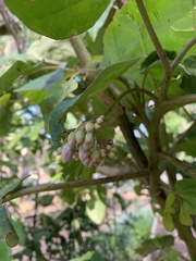 Solanum betaceum