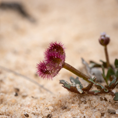 Trachymene cyanopetala