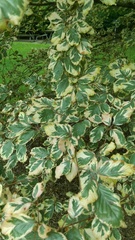 Fagus sylvatica