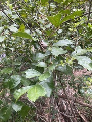 Cupaniopsis wadsworthii