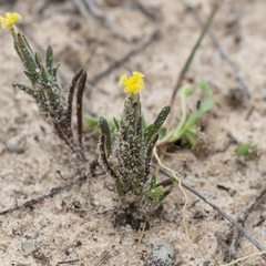 Podotheca angustifolia