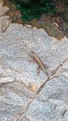 Sceloporus nelsoni