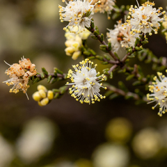 Microcybe multiflora
