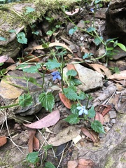 Lobelia trigonocaulis