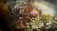 Pagurus anachoretus