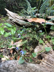 Lobelia trigonocaulis