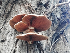 Hemipholiota populnea