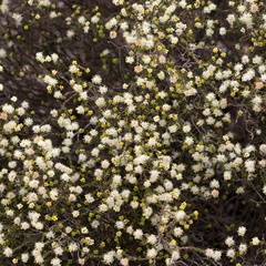 Microcybe multiflora