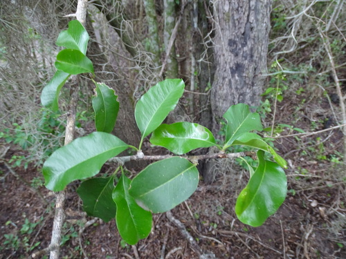 Sideroxylon palmeri, photograph 1