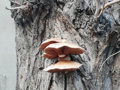 Hemipholiota populnea