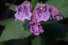 Nothochelone nemorosa