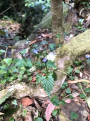 Lobelia trigonocaulis