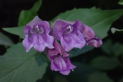 Nothochelone nemorosa