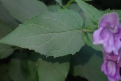 Nothochelone nemorosa