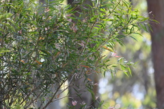 Gerygone mouki