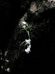 Sarcochilus fitzgeraldii