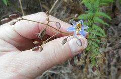 Dianella callicarpa