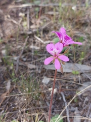 Pelargonium rodneyanum