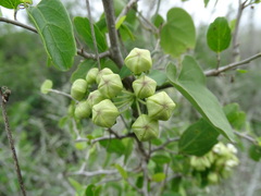 Funastrum lindenianum