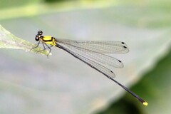 Coeliccia chromothorax