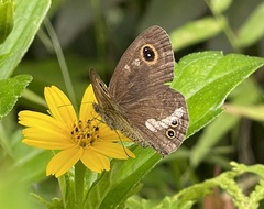 Ypthima baldus