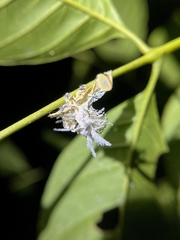Attacus taprobanis